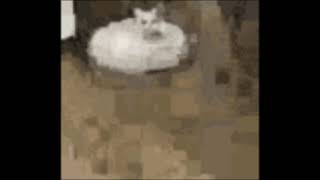 Cover art for Roomba cat