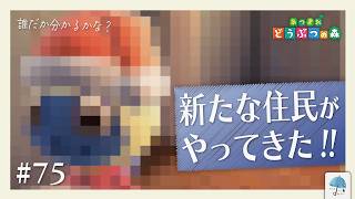 2回目の『amiiboカードで住民勧誘』あのネコ系住民を誘ってみた！！ ＃75【#あつまれどうぶつの森】