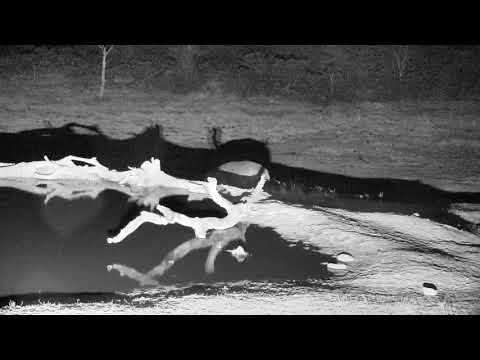 Djuma: Hippo comes for a nice drink - 21:55 - 10/04/18