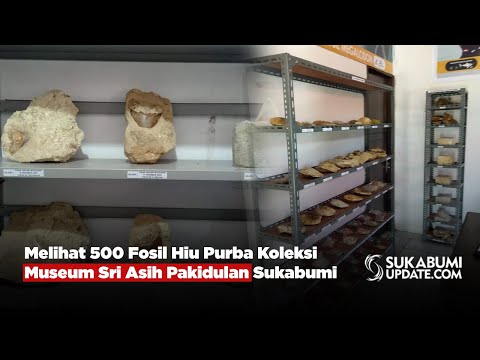 Melihat 500 Fosil Hiu Purba Koleksi Museum Sri Asih Pakidulan Sukabumi