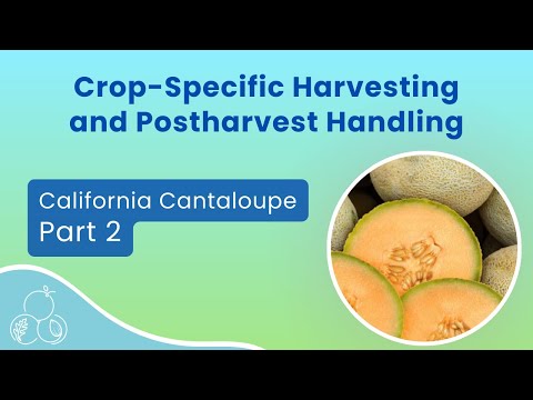 California Cantaloupe: Good Agricultural Practices (GAP) Guidelines | Part 2