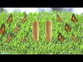 Sesame Street 11 Butterflies
