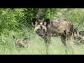 African Wild Dog Wildlife Videos From Africa