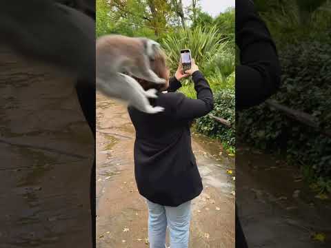 Racoon attack😳| #meme #funnymemes #ytshorts #explore #trending #viral #shorts #short #comedy