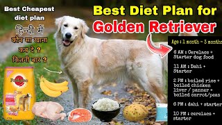 Golden Retriever diet chart | full day of feeding puppy and adult dog