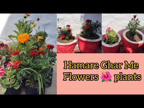 Hamare ghar me Flower🌺🌻🌹🌷 Plants