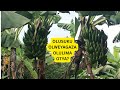 OLUSUKU LW EBITOOKE OLWEGOMBESA OLUKOLA OTYA