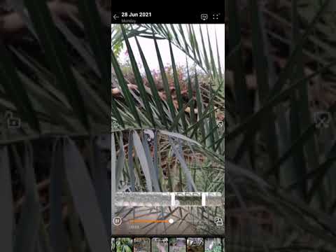 HOW TO SAVE SLOWMO IN HUAWEI PHONE.
