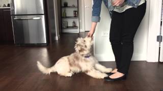 AussieDoodle Puppy Training Spotlight