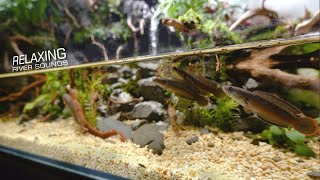 The SMALLest Snakehead in 90cm Waterfalls Aquaterrarium l 🐠 Sleep Relax Meditation Music