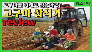 기계로 고구마를 심는 고구마삽식기로 고구마를 심었습니다.