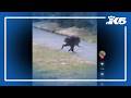 Jimothy the raccoon goes viral