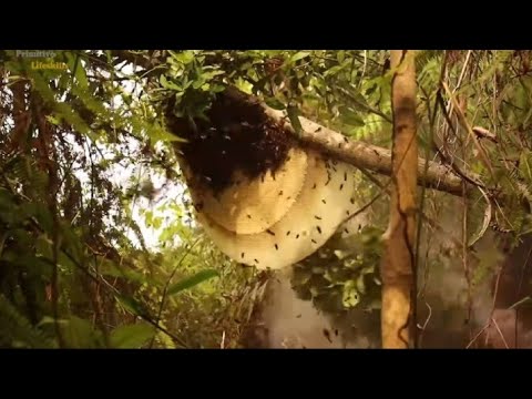Harvesting Honey From the forest | Nakakaiba Na Pag Harvest |Mary luz Isherwood
