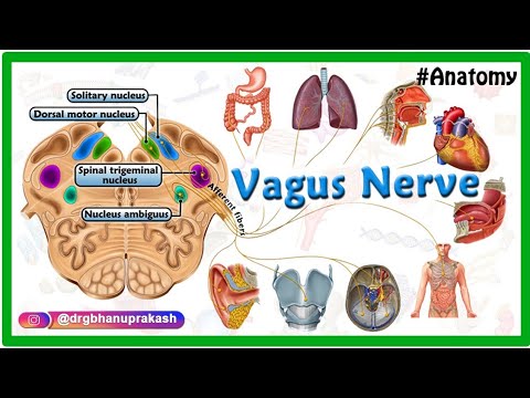 Vagus nerve Anatomy Animation /  Cranial nerve X : Origin, Course, Nuclei, Branches - Neuroanatomy