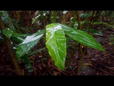 Pluie, Tonnerre Et Oiseaux Dans La Jungle - Relaxation Sommeil Etude Massages Spa 🎧 6 Heures