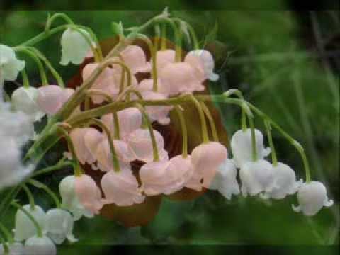 Woman Is The Wonder Of The World video