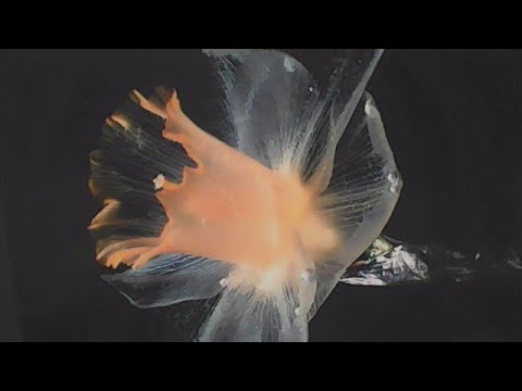 How to induce lucid dreaming