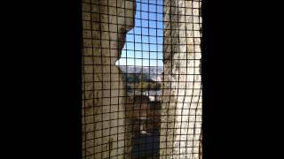 ENRIQUE MORENTE /Nana de la cebolla/