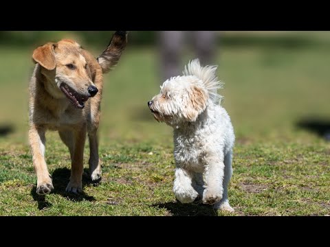 Funny Dogs and Cat | Funniest Pets | Anusha HW channel
