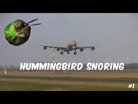 hummingbird snoring