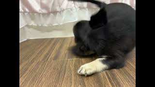 ハーフ犬の動画01