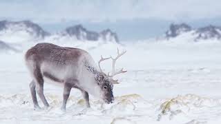 My Cruises | Expedition Collection | Arctic Circle & Polar Bear Discovery