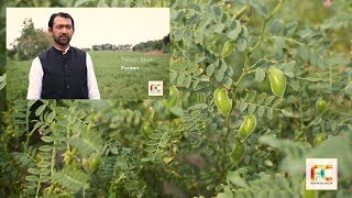 preview picture of video 'Cultivation of Gram in Bhakkar| بھکر میں چنے کی کاشت |  Agriculture in Pakistan| Food & Culture'