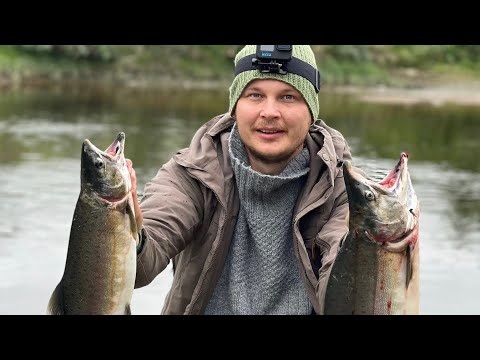 Kyttyrälohen kalastusta Norjassa