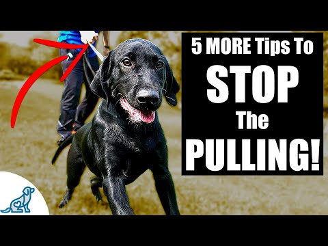 5 MORE Tips To Stop Your Dog From Pulling On The Leash