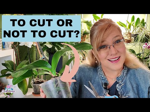 How To Know Which Orchid Roots to Cut? (Focus on Yellow Roots)