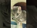 Grey Cat Chillin Shorts