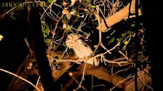 preview picture of video 'Arabian Scops Owl - بومة الأشجار العربية'