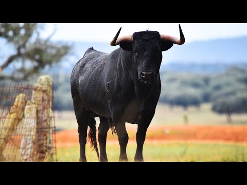 Verso del Toro -  Muggito del toro