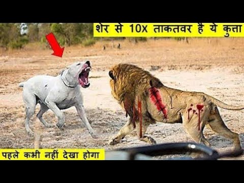 dog vs lion।।Dog VS Lion: The Real Story of a Fight