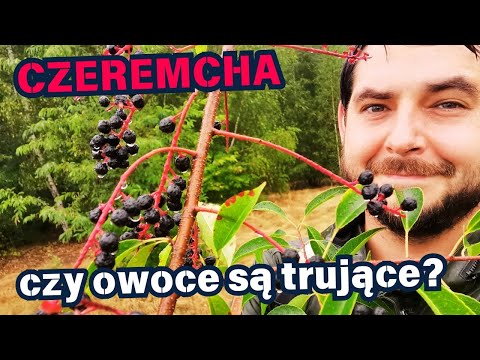 CZEREMCHA - lek czy trucizna? 🍷 🫐