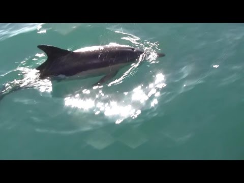 Just About Sailing April 3 2017 - The Journey, pt 3 Lundy to Padstow (well almost), and Dolphins