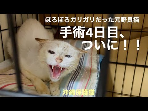沖縄保護猫#12 ぼろぼろガリガリだった元野良猫ディノ、避妊・抜歯手術 