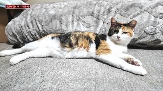 三毛猫フミちゃん  LIVE配信   2026年9月11日　calico cat　(LIVE stream)