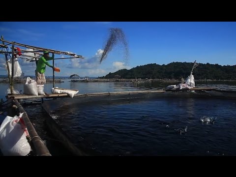 Proper Feeding Management: Key to Sustainable Aquaculture in Taal Lake | TatehTV Episode 08 Video