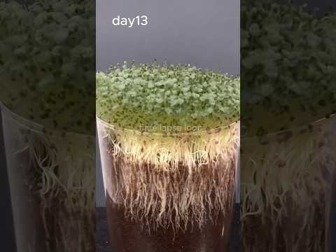 "15 Days of Chia Growth in Just 10 Seconds! (Mesmerizing Time-Lapse)"