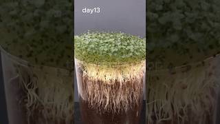 Download lagu '15 Days of Chia Growth in Just 10 Seconds! (Mesmerizing Time-Lapse)' mp3 Download lagu '15 Days of Chia Growth in Just 10 Seconds! (Mesmerizing Time-Lapse)' mp3