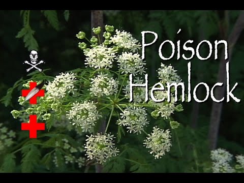 Poison Hemlock: Poison & Medicinal