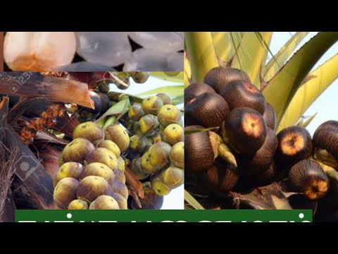 Palm tree in my village