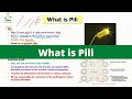 what is pili | Bacterial Pili | Monera Kingdom