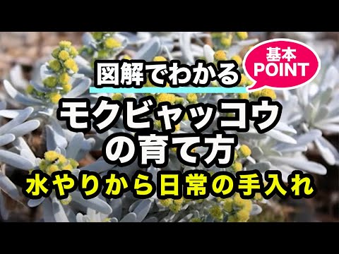 ムルゾヴィイについて詳しく解説