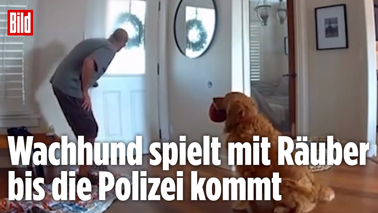 Statt das Haus zu bewachen: Golden Retriever spielt lieber mit dem Einbrecher
