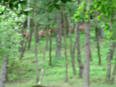 Herten Veluwe Loenermark  1 juni 2009