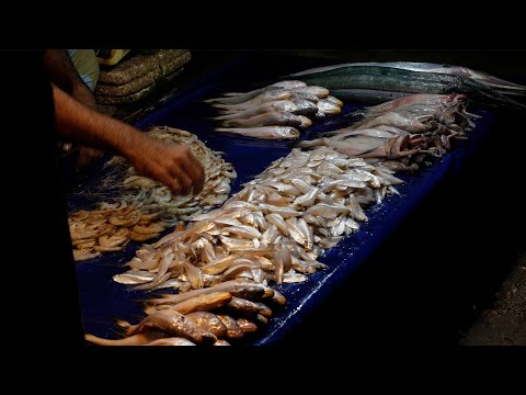 Sea Fish Market | Amazing Site Distributes SeaFood & Fish | Morning Fish Market Scene Show