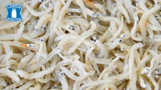 Tiny Fish, Big Flavor - A Shirasu Review