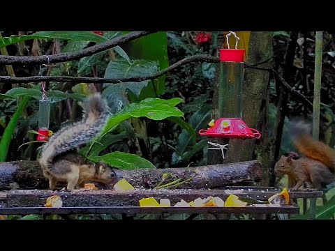 Two Tropical Squirrels! Variegated And Red-tailed Squirrels Share Panama Fruit Feeder – Jan. 1, 2025